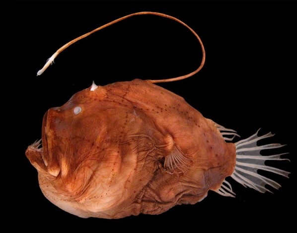 deep ocean anglerfish