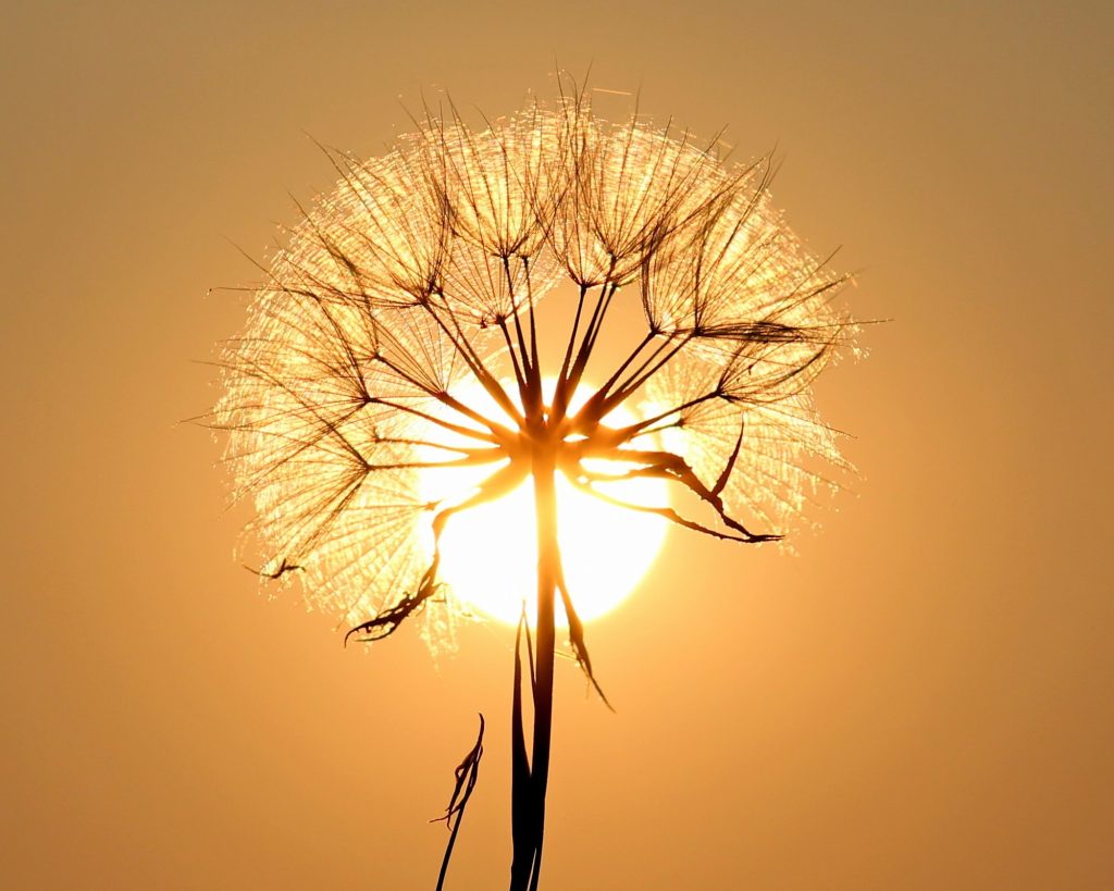 dandelion backlit by the sun