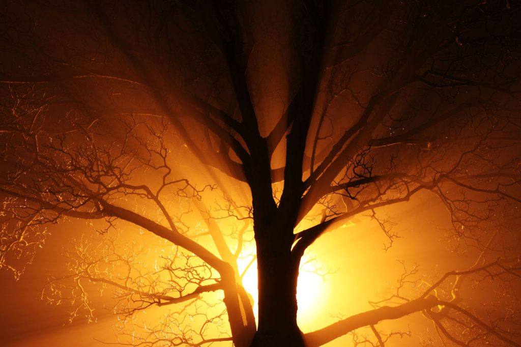 backlit tree