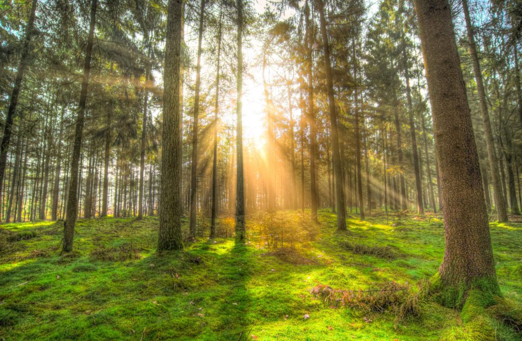natural sunlight shining through the forest trees; what is the most natural form of lighting used in landscaping