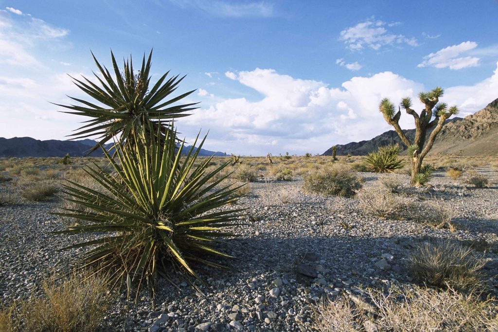 desert landscape with plants and shrubs