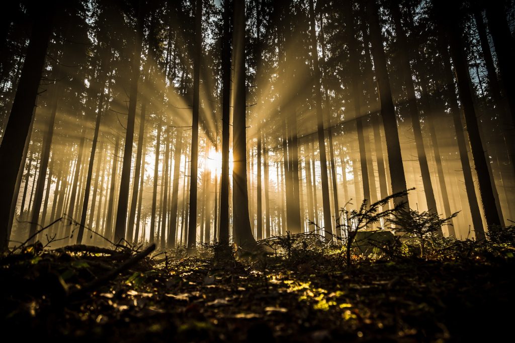 landscape backlighting in the forest among the trees