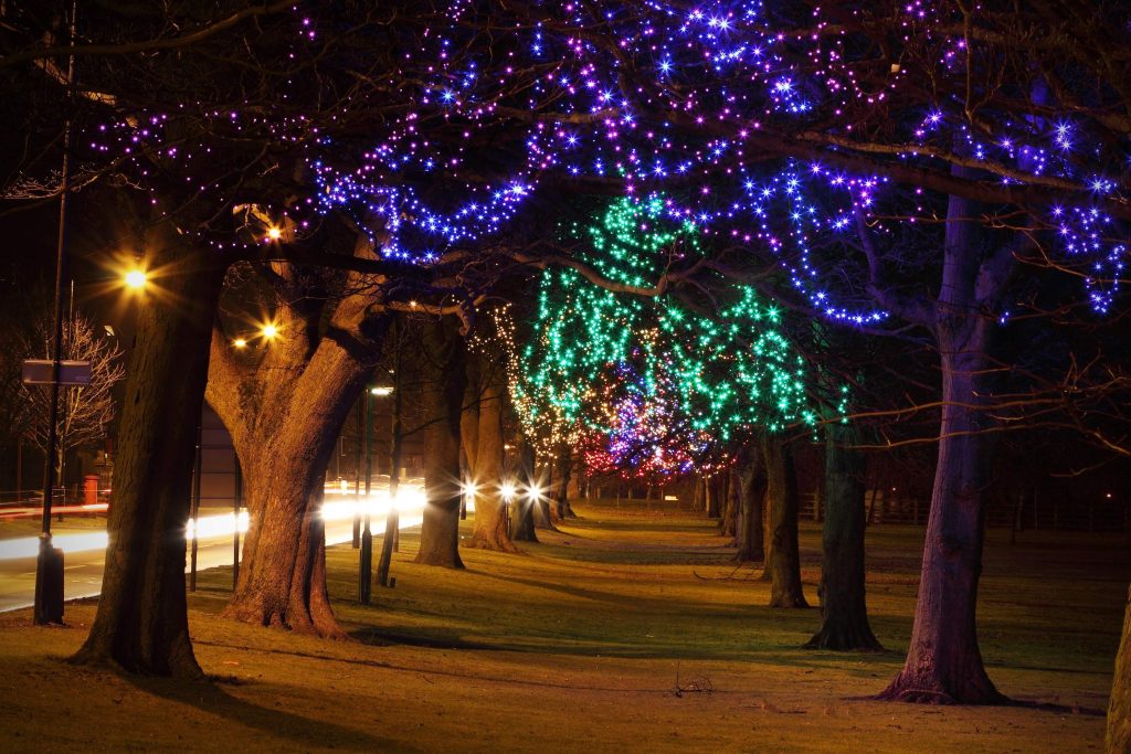 colored string lights in the trees