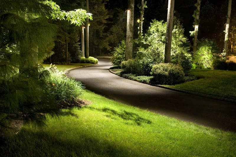 downlighting the trees