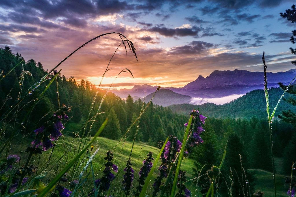 mountain landscape with trees, meadows and flowers in the morning; what is the most natural form of lighting used in landscaping