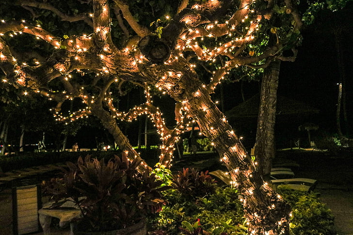 landscape string lights on trees