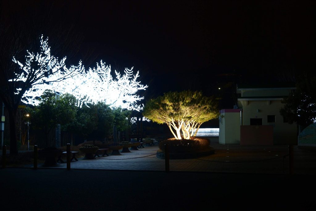 landscape tree lighting
