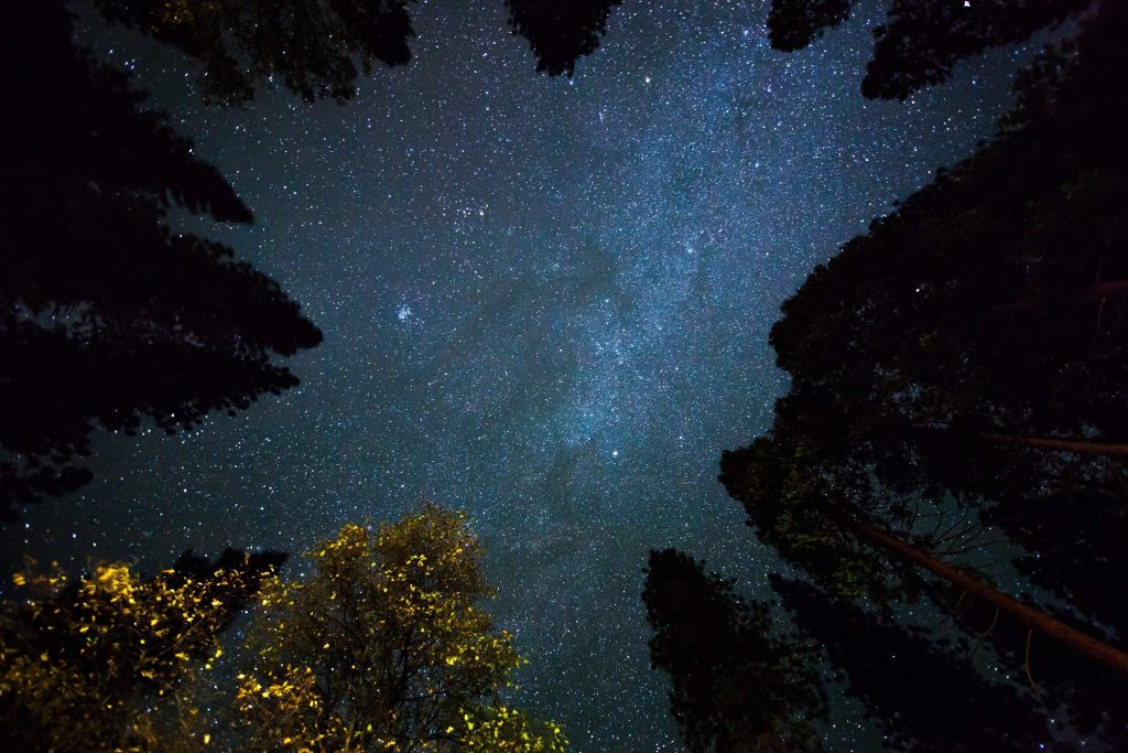 starlight in the starry sky among the treetops