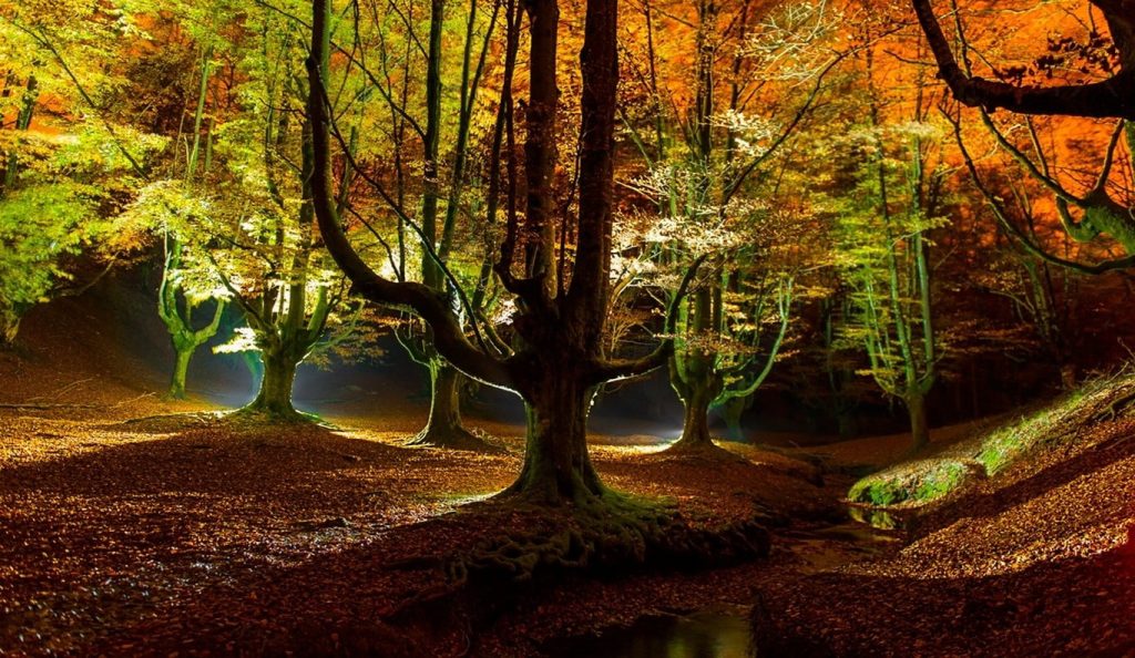 backlit trees in the forest