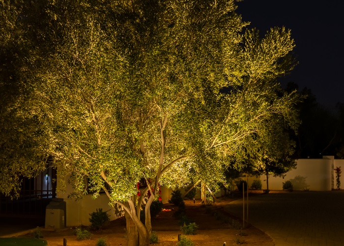 landscape cross lighting on a tree