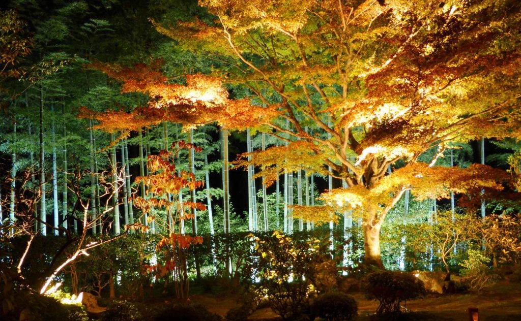landscape cross lighting on a tree in the garden