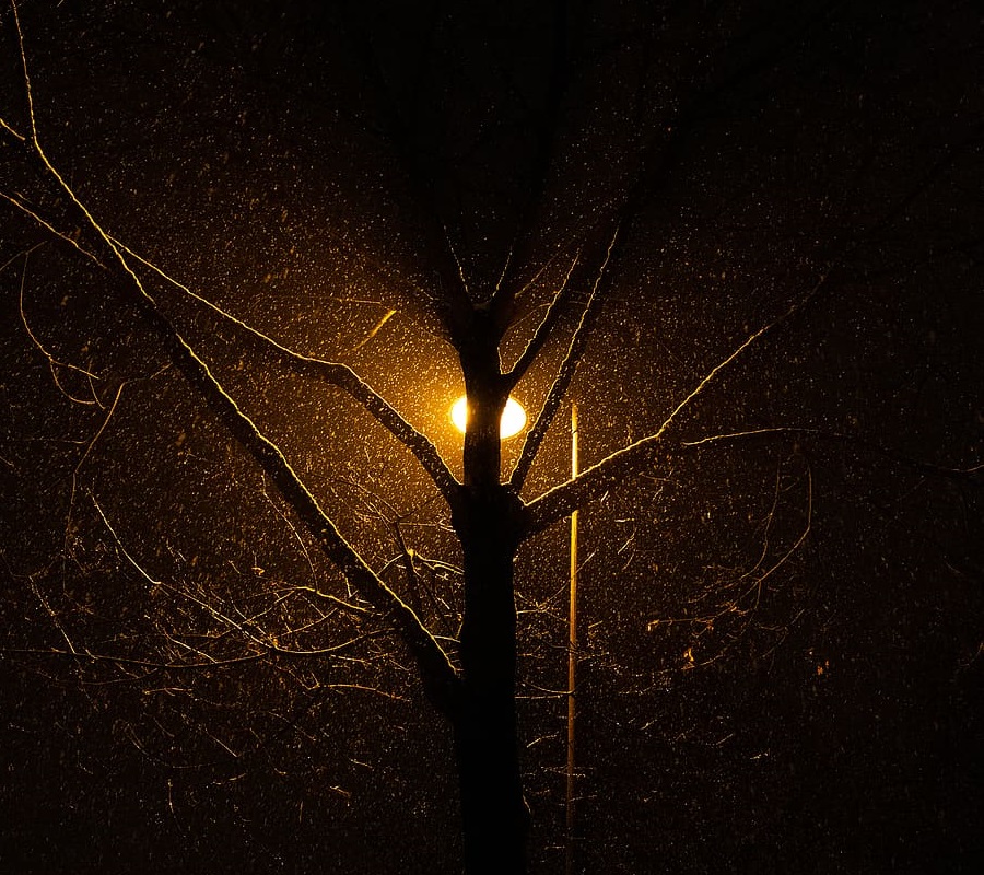 backlighting a tree