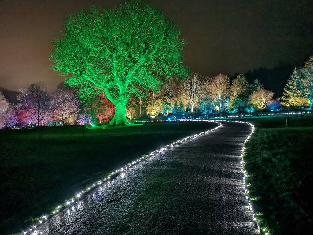 landscape tree up-lighting in the park