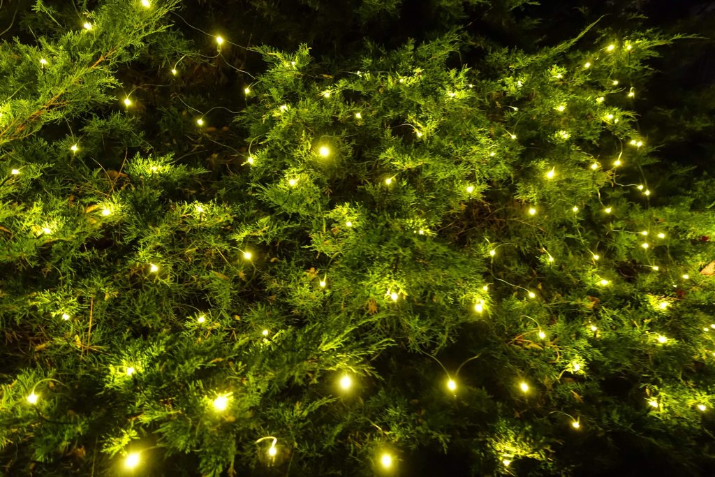 greenery accented with fairy lights