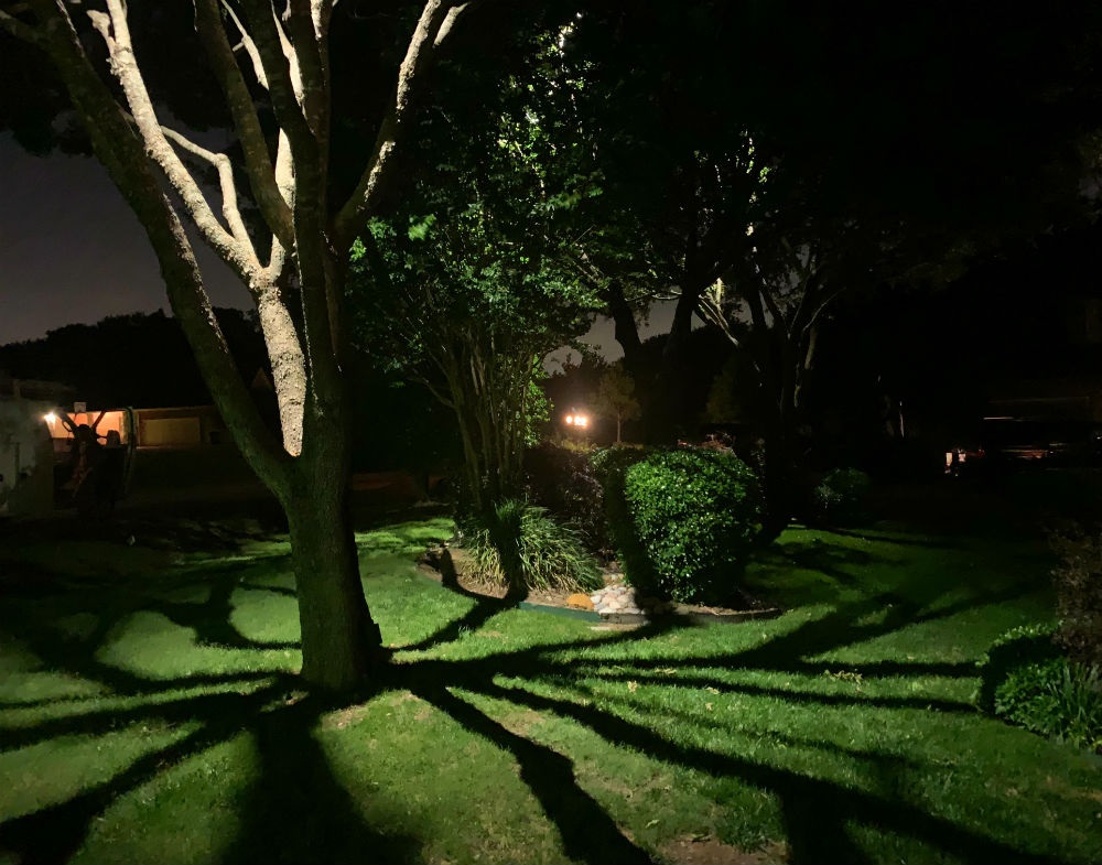 moonlighting the trees