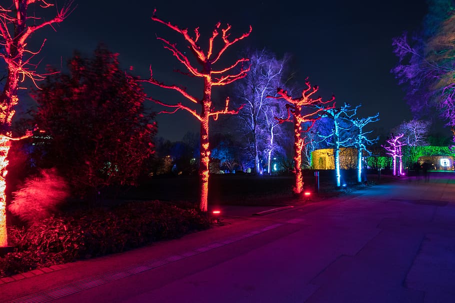 grazing lighting on trees