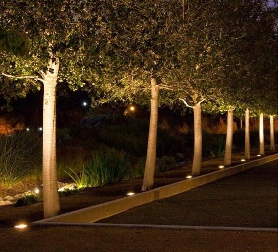 well lights on trees