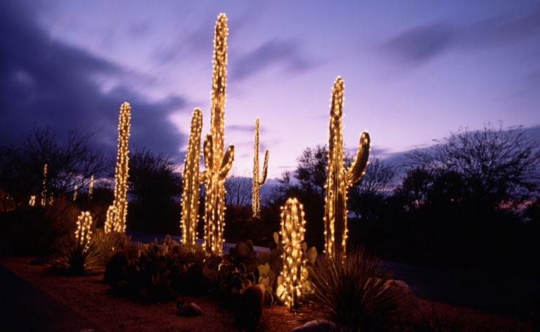 strings of lights wrapped around cacti