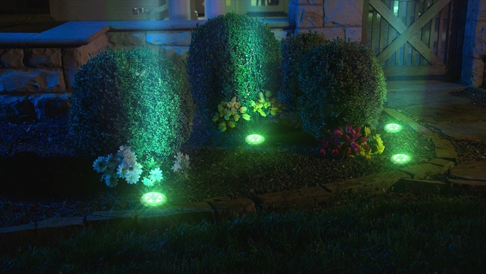 hedge lit up