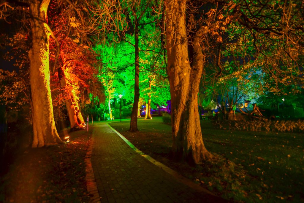 trees lit with uplights