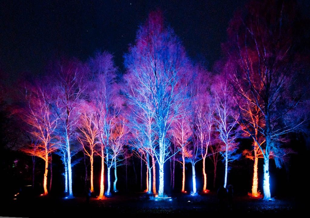 colored uplights on the trees