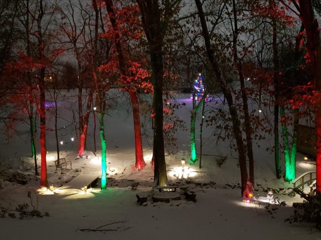 dynamic colored lighting on the trees
