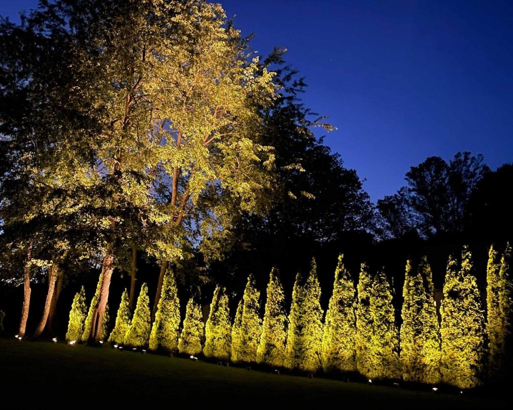uplighting trees