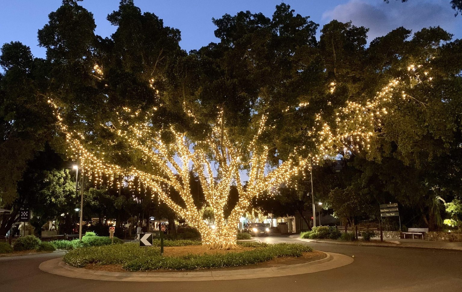 How to Install Landscape Lighting in Trees? - LightscapesTech