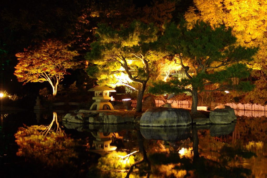 lit up trees near the water
