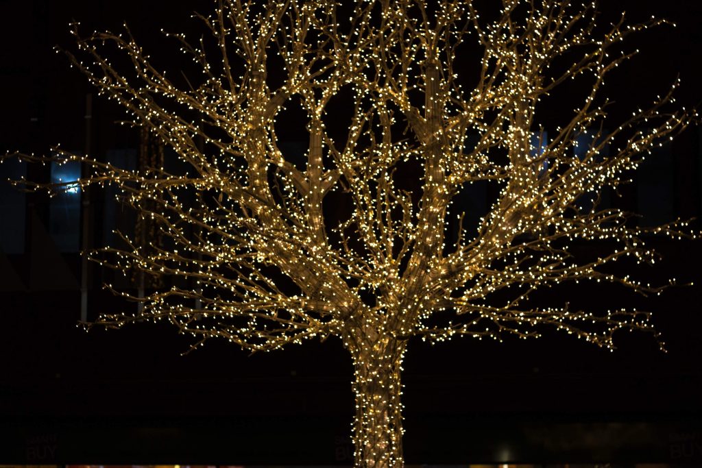 outdoor birch tree lights