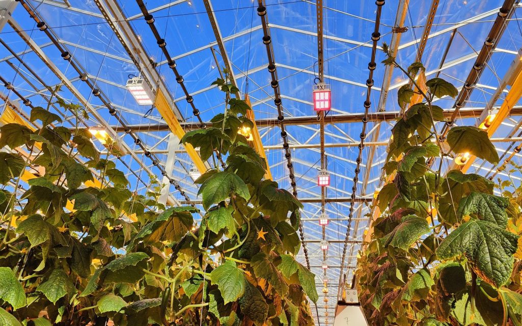 outdoor guiding lights for greenhouse; can any light work as a grow light