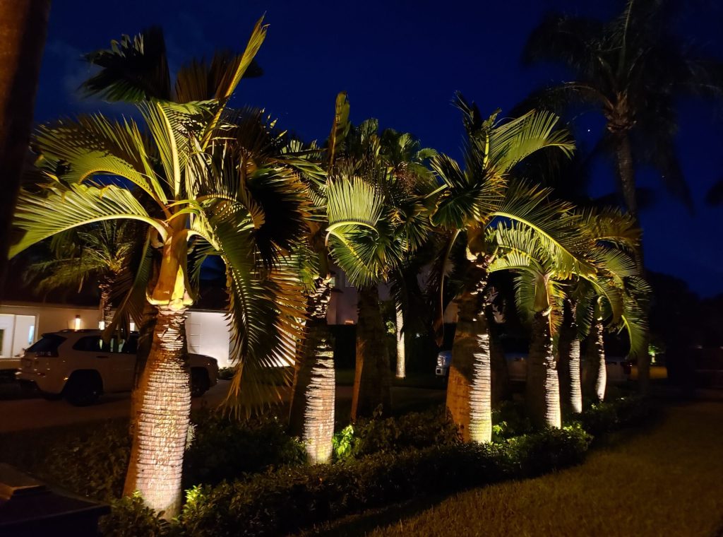 palm tree uplighting; what is the best way to light the landscape