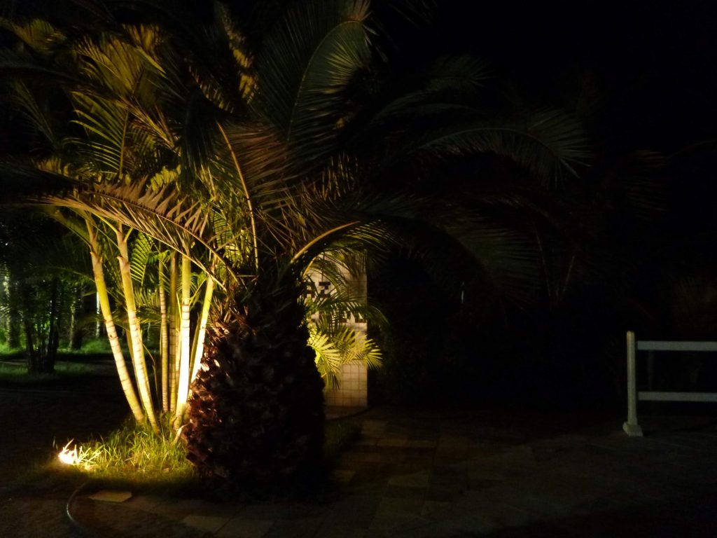 uplights on palm trees