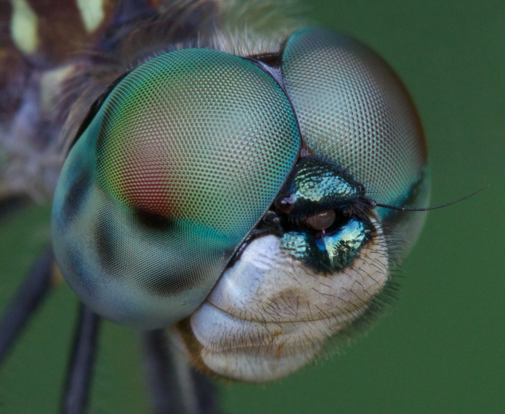 dragonfly compound eyes with ommatidium individual facets; do outdoor string lights attract bugs